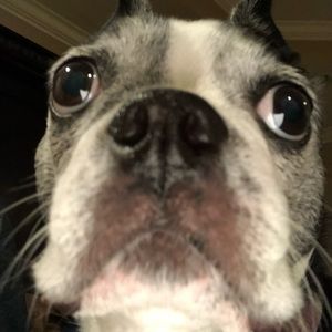 Meet your Posher, Henry